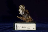 藏品(鵂鶹)的圖片